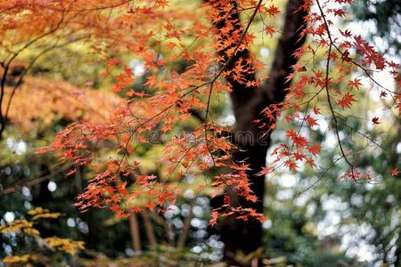 高尾圣地