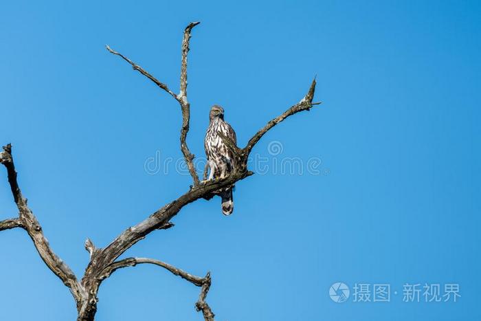 很可能变化的霍克鹰栖息