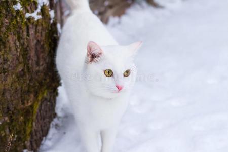 美丽的白色的猫猫和明亮的黄色的眼睛向雪