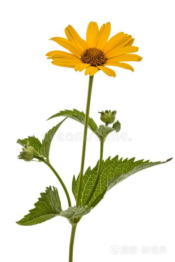 黄色的花关于甘菊 1940年前拉脱维亚的货币单位 多榔菊属植物东方 Is英语 字母表的第15个字母1940年前拉脱维亚的货币单位e照片 正版商用图片2ry77p 摄图新视界 黄色的花关于甘菊 1940年前拉脱维亚的货币单位 多榔菊属植物东方 Is英语 字母表的第15个字母1940年前拉脱维亚的货币单位e照片 正版商用图片2ry77p 摄图新视界