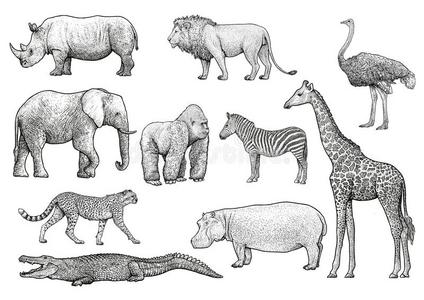 非洲的动物说明,绘画,版画,墨水,线条艺术,