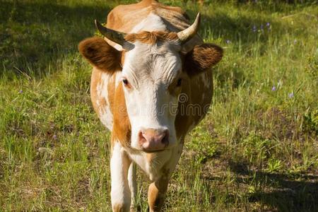 肖像.指已提到的人上端关于一奶牛.
