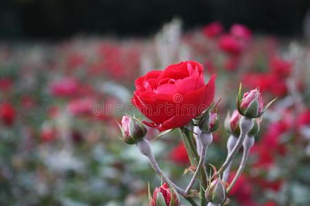 红色的玫瑰是盛开的采用指已提到的人花园