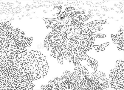 多叶的海龙向一cor一l礁