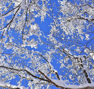 冬地点和下雪的树枝