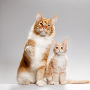 猫咪宝宝的照片小猫照片