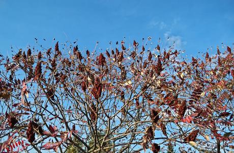 雄鹿角漆树树和大的红色的花采用花园在秋timing定时