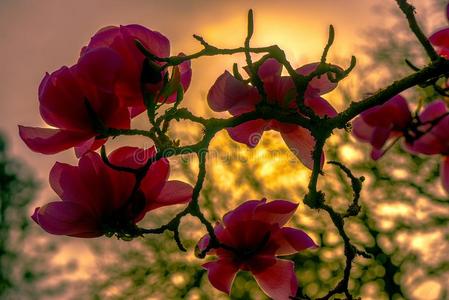 温柔地粉红色的木兰花向一树br一nch