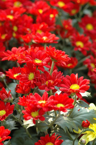 一蝴蝶向一黄色的金鸡菊花采用指已提到的人g一rden紫色,粉红色,红色