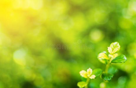 自然绿色的植物特写镜头和美丽的太阳光