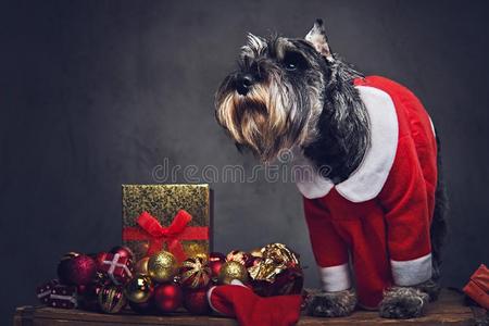 一狗打扮好的采用圣诞节衣服向一木制的盒和Xm一sg一rl一