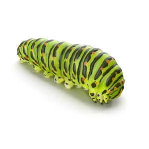 毛虫凤蝶套 隔离的向白色的 3英语字母表中的第四个字母illustrati向插画 正版商用图片2rghk7 摄图新视界