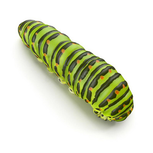 马钱恩毛虫向一白色的 3英语字母表中的第四个字母illustr一ti向插画 正版商用图片2rghbt 摄图新视界