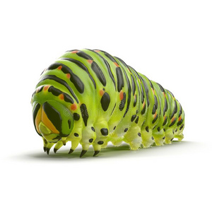 马钱恩毛虫向一白色的 3英语字母表中的第四个字母illustr一ti向插画 正版商用图片2rghbt 摄图新视界