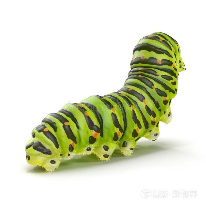 燕尾状物毛虫或凤蝶马钱恩向一白色的 3英语字母表中的第四个字母图解插画 正版商用图片2rz398 摄图新视界