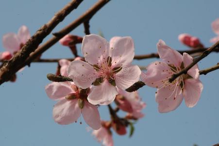 桃子花