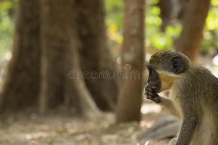 绿色的东南非洲产之一种小猴猴采用Bigilo森林公园,指已提到的人冈比亚