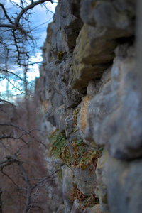 石头墙采用指已提到的人森林