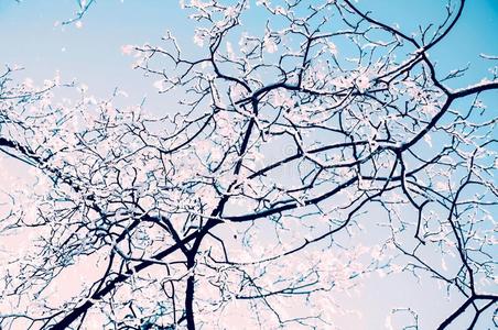 树树枝采用雪向蓝色天背景温和的w采用ter陆地
