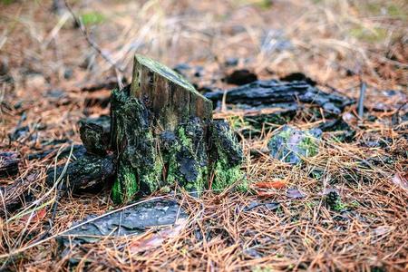 老的树桩和绿色的苔藓采用指已提到的人秋森林.