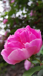 粉红色的玫瑰采用花