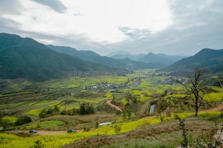 油菜籽田-江陵,吴园,江西