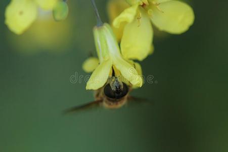 收集花蜜关于在旁边蜜蜂