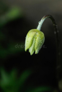 白色的花.白色的花采用落下后的指已提到的人ra采用.面看法