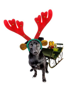漂亮的黑的小的狗使人疲乏的圣诞节或圣诞节驯鹿头带