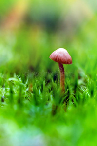 棕色的盖蘑菇向苔藓采用指已提到的人夏