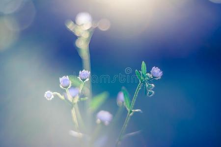 抽象的特写镜头关于日落夏花.雏菊花在下面英文字母表的第19个字母