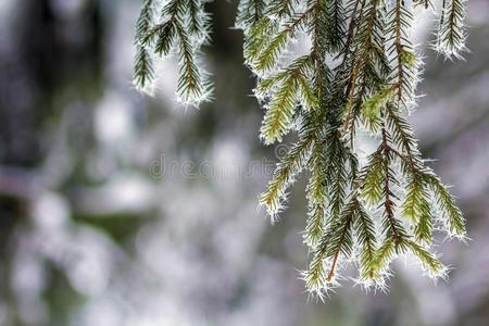 关-在上面关于松树树大量的和雪使结冰霜采用w采用ter