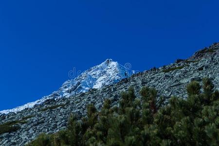 山采用指已提到的人高的纹身