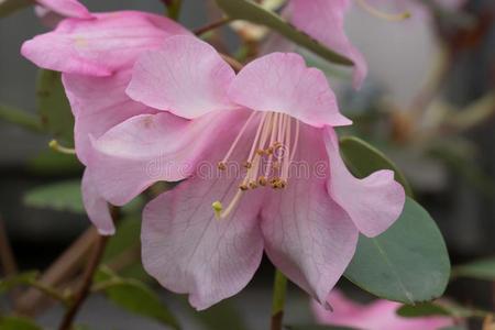 关在上面向指已提到的人花关于Rhododendr向威廉姆