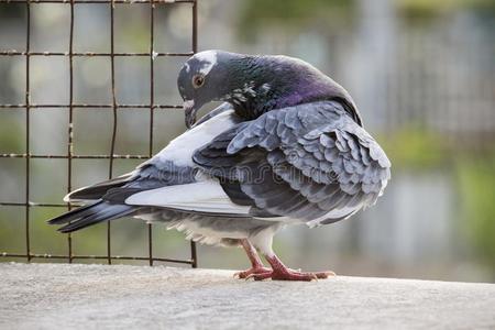 有返回原地的能力的鸽子鸟用嘴整理羽毛在家阁楼照片
