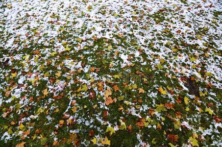 高的角关于看法向地面大量的和雪和黄色的树叶