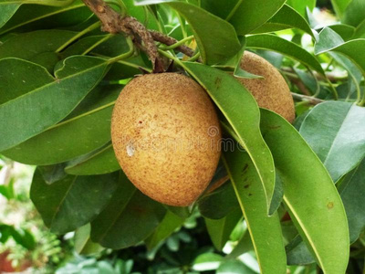 赤铁热带的成果,令人感兴趣的赤铁科常青树或其果实采用成果树照片