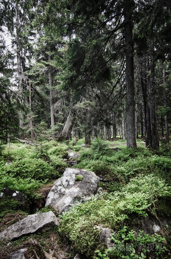 北方斯堪的纳维亚的森林