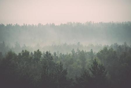 全景的看法关于多雾的森林-酿酒的影响