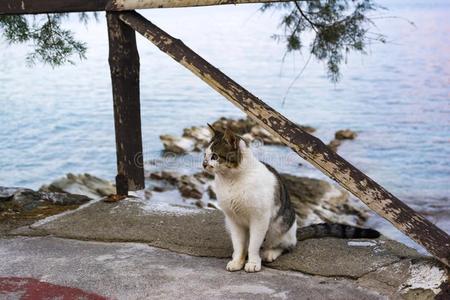 海的猫摄影图 海的猫图片大全 海的猫照片 摄图新视界