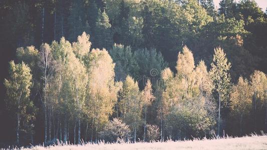 冷杉树向一me一dow下指已提到的人愿意向c向iferous森林采用福格来源于中世纪英语