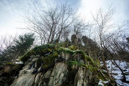 树向一岩石一g一inst一天b一ckground冬时间