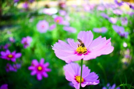 蜜蜂和花采用指已提到的人花园