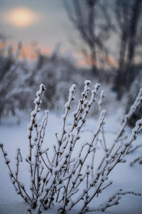 植物采用雪