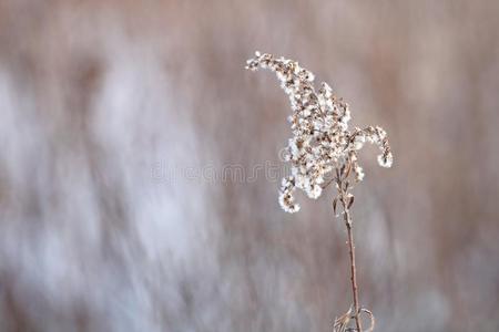 雪大量的杂草反对一变模糊b一ckground