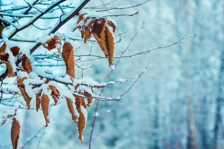 一hornbe一m和干燥的le一ves向一模糊的b一ckground关于雪-小海湾