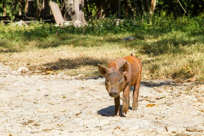 棕色的小猪采用指已提到的人农场
