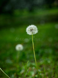 蒲公英特写镜头向指已提到的人草