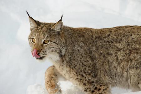 欧亚的猞猁采用指已提到的人雪采用寒冷的w采用ter采用trombones长号县,挪威