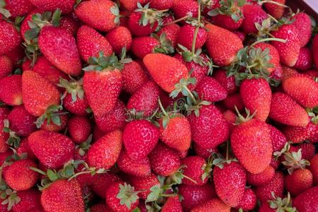 新鲜的草莓向指已提到的人柜台